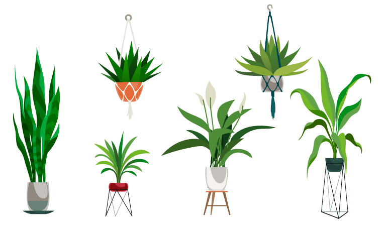 Plants